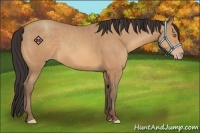 Horse Color:Amber Champagne 