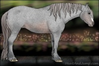 Horse Color:Brown Appaloosa