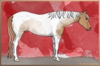 Horse Color:Red Dun Tobiano