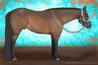 Horse Color:Buckskin 