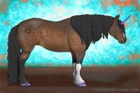 Horse Color:Buckskin 