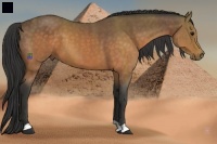 Horse Color:Buckskin 