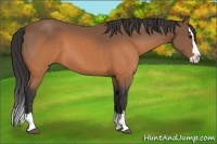 Horse Color:Buckskin Sabino Splash 