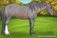 Horse Color:Brown Appaloosa 