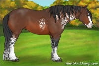 Horse Color:White Spotted Bay Sabino Splash
