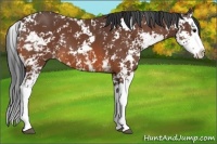 Horse Color:Bay Sabino Splash