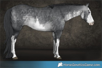 Horse Color:White Spotted Brown Chinchilla 