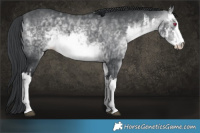 Horse Color:White Spotted Brown Chinchilla 