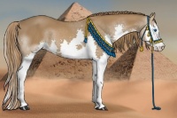 Horse Color:White Spotted Chestnut Splash 