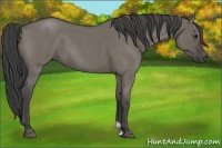 Horse Color:Smoky Grullo Roan 