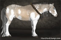 Horse Color:White Spotted Buckskin Roan Splash 