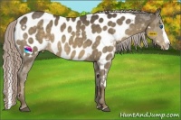 Horse Color:White Spotted Chocolate Palomino Sabino Splash Appaloosa 