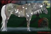 Horse Color:White Spotted Silver Black Chinchilla  Brindle