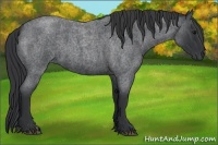 Horse Color:Blue Roan 
