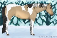 Horse Color:Buckskin Roan Dun Tobiano