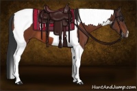 Horse Color:Bay Tobiano 