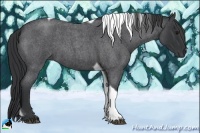 Horse Color:Blue Roan Tobiano