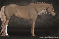 Horse Color:Chocolate Palomino 
