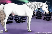 Horse Color:Chestnut Appaloosa 