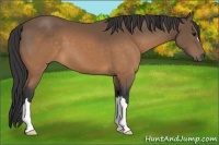 Horse Color:Buckskin 