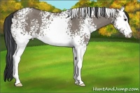 Horse Color:White Spotted Grullo Sabino 