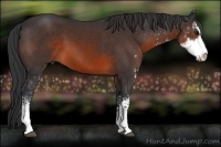 Horse Color:Brown Sabino