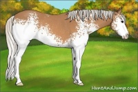 Horse Color:White Spotted Silver Bay Sabino Rabicano 