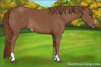 Horse Color:Chestnut Sabino