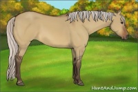 Horse Color:Silver Bay Dun