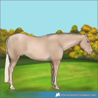 Horse Color:Chocolate Palomino Pearl 
