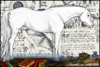 Horse Color:Silver Black Chinchilla Appaloosa 