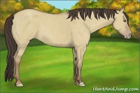Horse Color:Classic Champagne Dun 