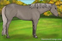 Horse Color:Silver Grullo