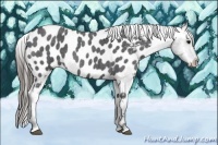 Horse Color:Blue Roan Appaloosa 