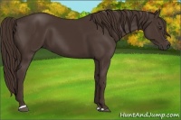 Horse Color:Liver Chestnut Sabino 