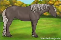 Horse Color:Silver Black