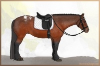 Horse Color:Brown Appaloosa 