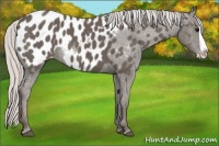 Horse Color:Silver Black Splash Appaloosa