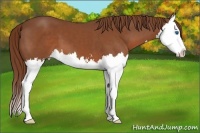 Horse Color:Chestnut Sabino Splash