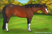 Horse Color:White Spotted Bay Sabino 