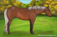 Horse Color:Silver Bay