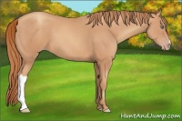 Horse Color:Gold Champagne