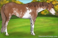 Horse Color:Chestnut Sabino 