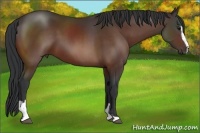 Horse Color:Bay Sabino 