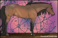 Horse Color:Buckskin Roan 