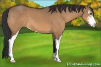 Horse Color:Bay Dun Sabino