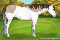 Horse Color:Classic Champagne Dun Sabino Splash 