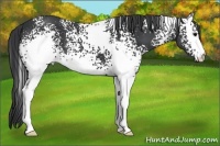 Horse Color:White Spotted Black