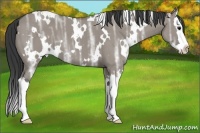 Horse Color:White Spotted Grullo Ice Splash