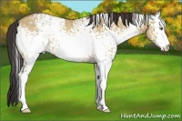 Horse Color:White Spotted Amber Champagne Dun
